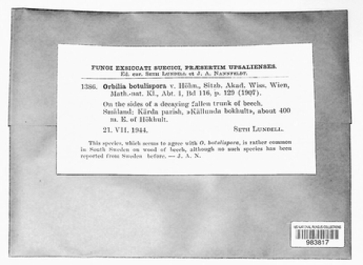 Orbilia xanthostigma image